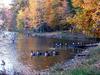 Canada Goose flock (Branta canadensis)