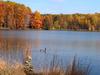 Canada Goose (Branta canadensis)