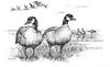 [Drawing] Canada Goose pair (Branta canadensis)