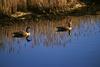 Canada Goose pair (Branta canadensis)