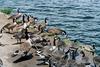 Canada Goose flock (Branta canadensis)