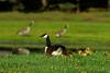 Canada Goose and goslings (Branta canadensis)