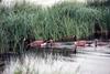 Canada Goose family (Branta canadensis)