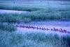 Canada Goose family (Branta canadensis)