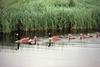 Canada Goose family (Branta canadensis)