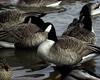 Canada Goose (Branta canadensis)