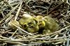 Canada Goose goslings (Branta canadensis)