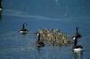 Canada Geese guarding goslings (Branta canadensis)