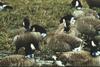 Canada Geese with neck bands (Branta canadensis)