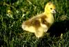 Canada Goose gosling (Branta canadensis)