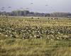 Canada Goose flock (Branta canadensis)