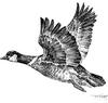 [Drawing] Canada Goose in flight (Branta canadensis)