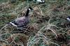 Canada Goose (Branta canadensis)