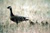 Canada Goose and goslings (Branta canadensis)