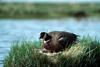 Canada Goose nesting (Branta canadensis)