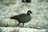 Canada Goose (Branta canadensis) - cackling goose (Branta canadensis minima)