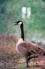 Canada Goose (Branta canadensis)