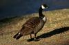 Canada Goose (Branta canadensis)