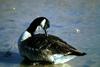 Canada Goose (Branta canadensis)