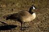 Canada Goose (Branta canadensis)