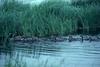 Canada Goose and goslings (Branta canadensis)