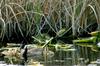 Canada Goose and goslings (Branta canadensis)