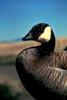 Canada Goose (Branta canadensis)