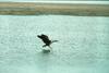 Canada Goose takes off (Branta canadensis)