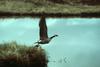 Canada Goose takes off (Branta canadensis)