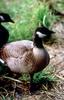 Canada Goose (Branta canadensis)