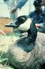 Canada Goose (Branta canadensis)