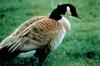 Canada Goose (Branta canadensis)