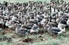 Greater White-fronted Goose flock (Anser albifrons)