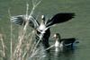 Greater White-fronted Goose pair (Anser albifrons)