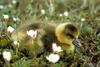 Greater White-fronted Goose baby (Anser albifrons)
