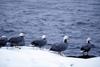 Emperor Goose flock (Chen canagica)