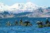 Emperor Goose flock (Chen canagica)