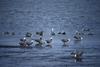 Emperor Goose flock (Chen canagica)