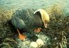 Emperor Goose and gosling (Chen canagica)