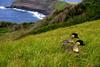 Nene, Hawaiian Goose pair (Branta sandvicensis)