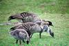 Nene, Hawaiian Goose family (Branta sandvicensis)