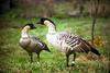 Nene, Hawaiian Goose pair (Branta sandvicensis)