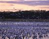 Snow Goose flock (Chen caerulescens)