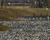 Snow Goose flock (Chen caerulescens)