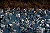 Snow Goose flock (Chen caerulescens)