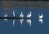 Snow Goose flock (Chen caerulescens)