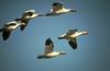 Snow Goose flock in flight (Chen caerulescens)