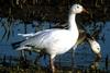 Snow Geese (Chen caerulescens)