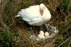 Snow Goose and eggs (Chen caerulescens)