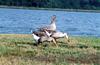 Brown Chinese Goose, Swan Goose flock (Anser cygnoides)